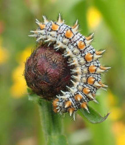 Réf. 208 732 : Melitaea didyma